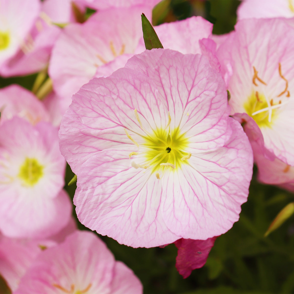Verkoop Teunisbloem 'Siskiyou Pink' (x2) roze - Oenothera speciosa Siskiyou Pink