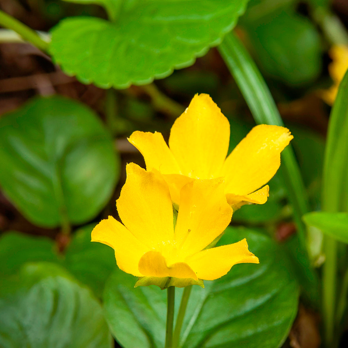 Penningkruid - Lysimachia nummularia - Bakker