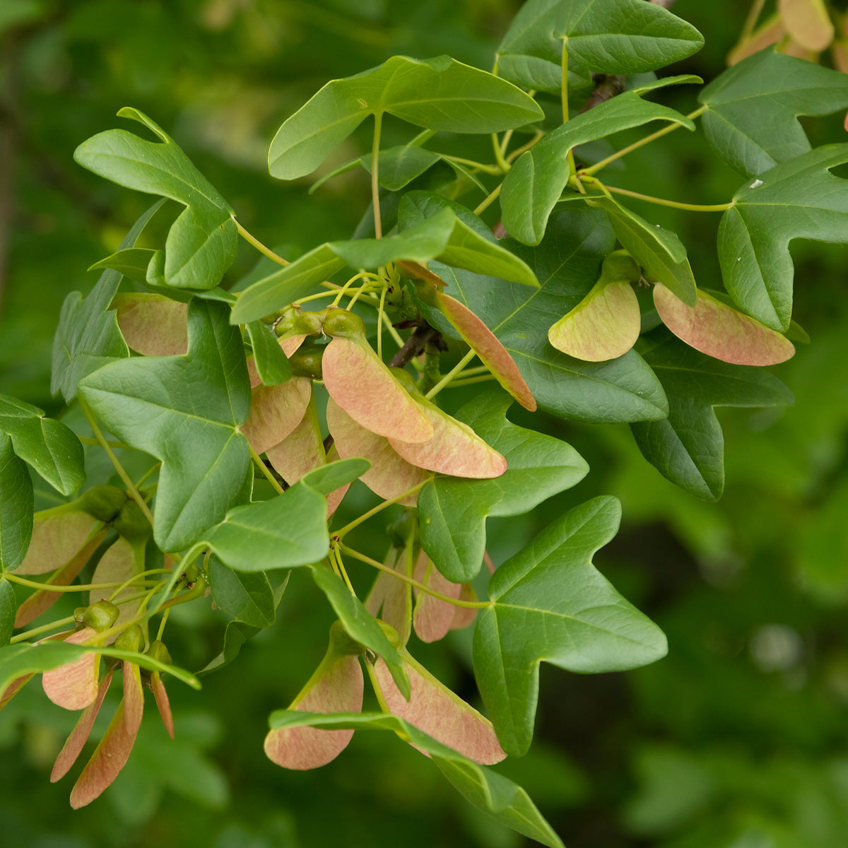 Verkoop Montpellier esdoorn - Acer monspessulanum
