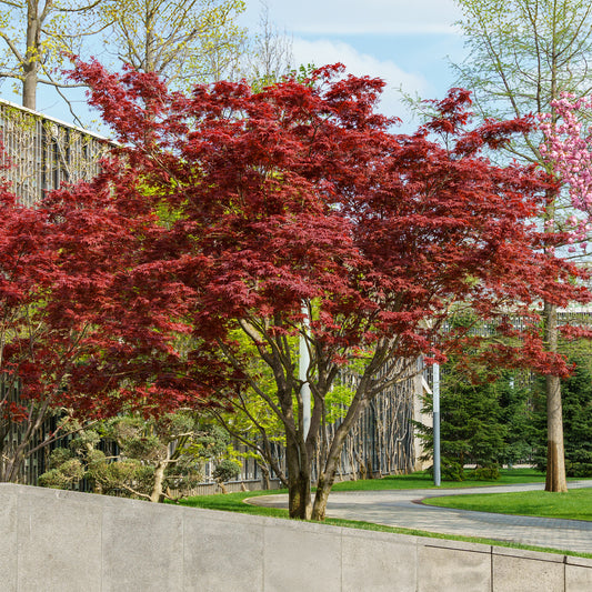 Japanse esdoorn Osakazuki - Bakker