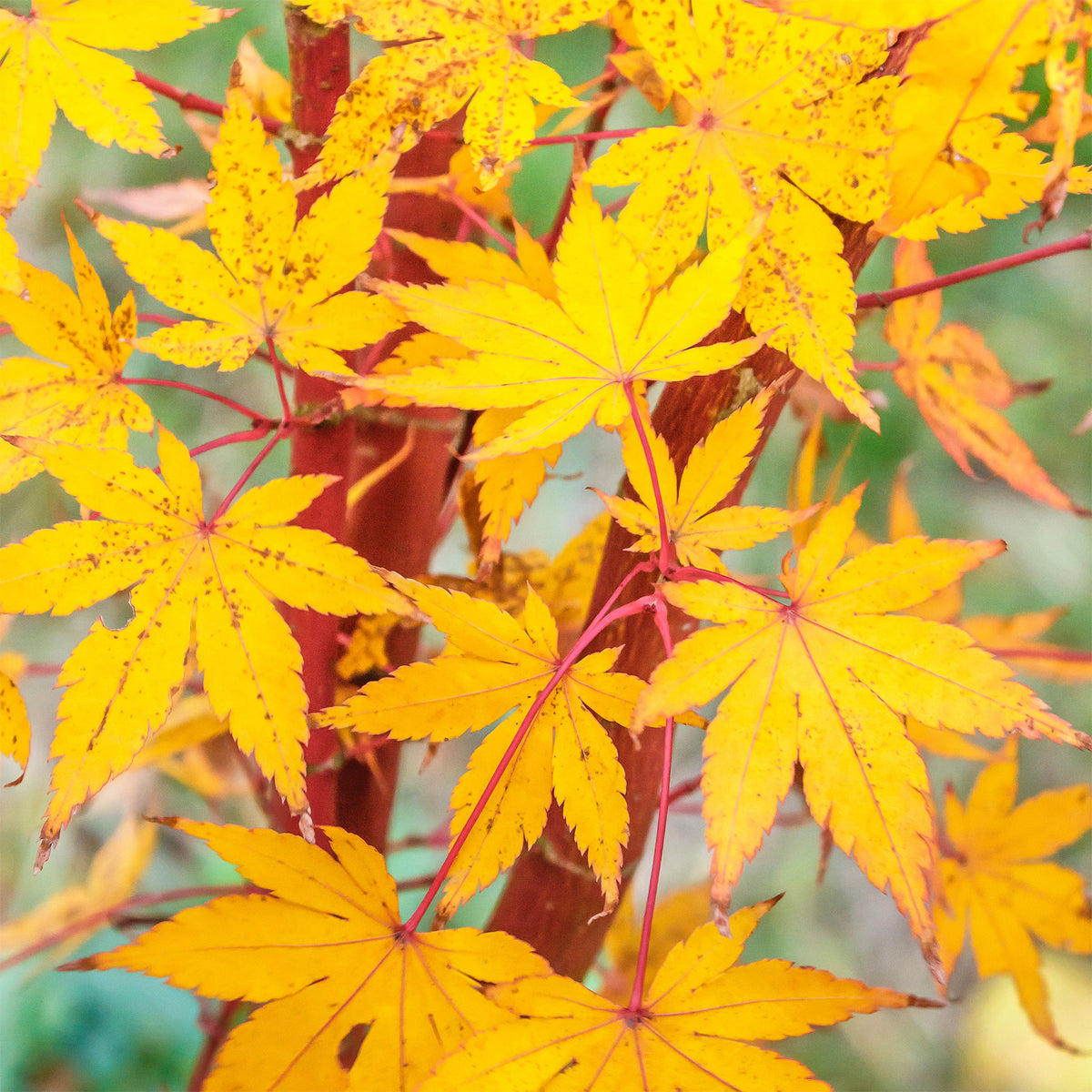 Japanse esdoorn - Japanse esdoorn Sango-kaku - Acer palmatum Sangokaku