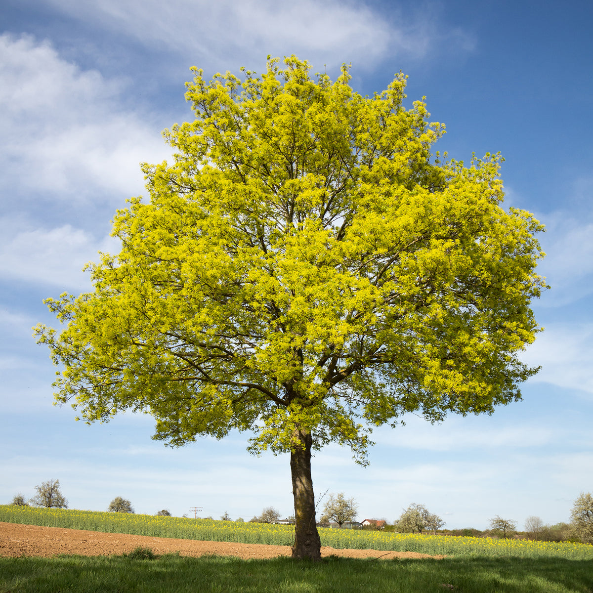 Acer platanoides - Noorse esdoorn - Esdoorn