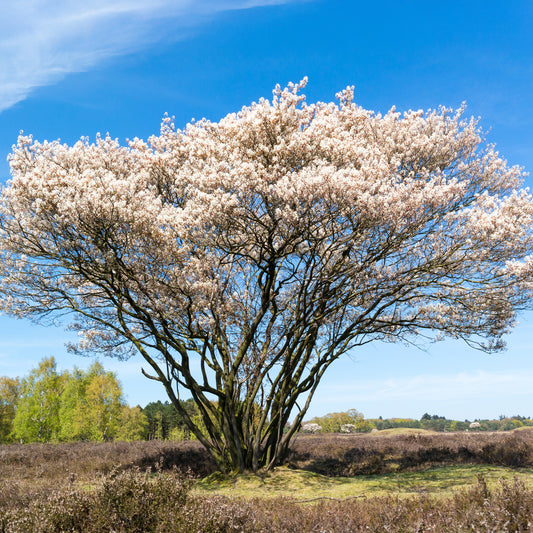 Canadese krentenboompje - Bakker