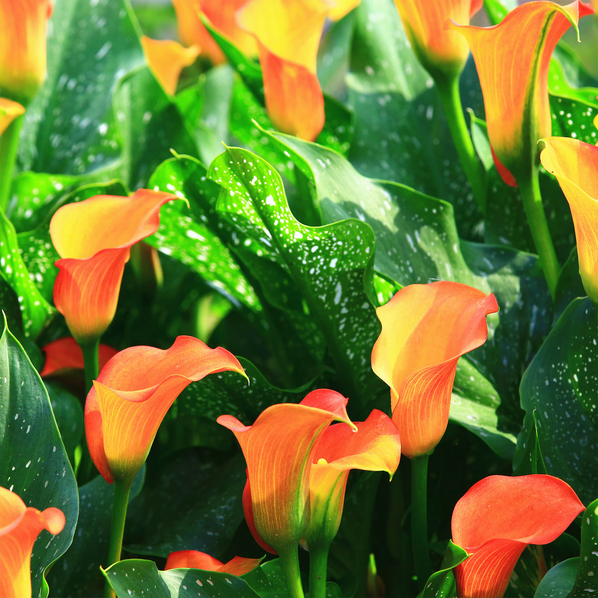 Calla 'Peach Pearl' (x2) - Canna Peach Pearl - Bakker