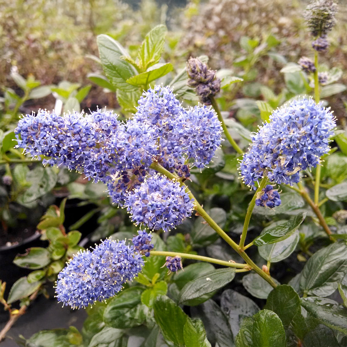 Ceanothus - Californische sering - Amerikaanse sering Yankee Point - Ceanothus griseus Yankee Point