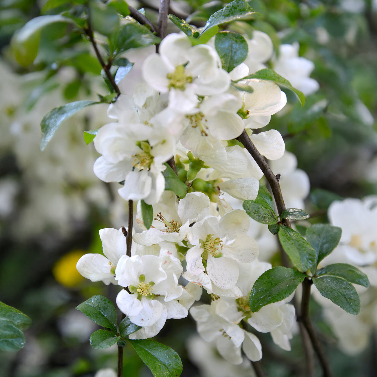 Chaenomeles speciosa Nivalis - Japanse kwee Nivalis - Chaenomeles - Japanse kwee