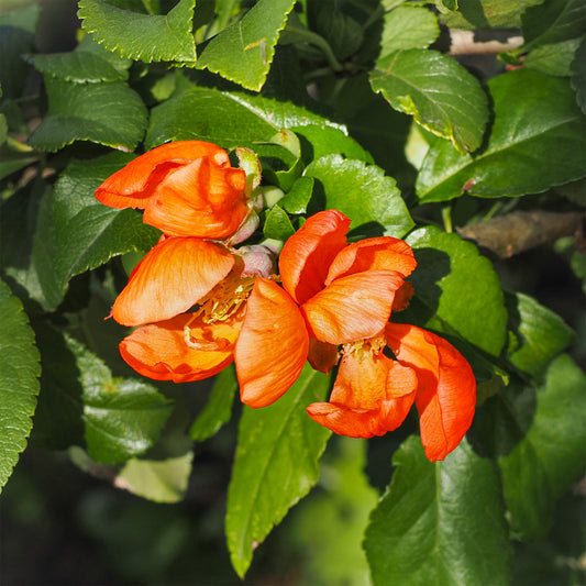 Japanse kwee Orange Trail - Bakker