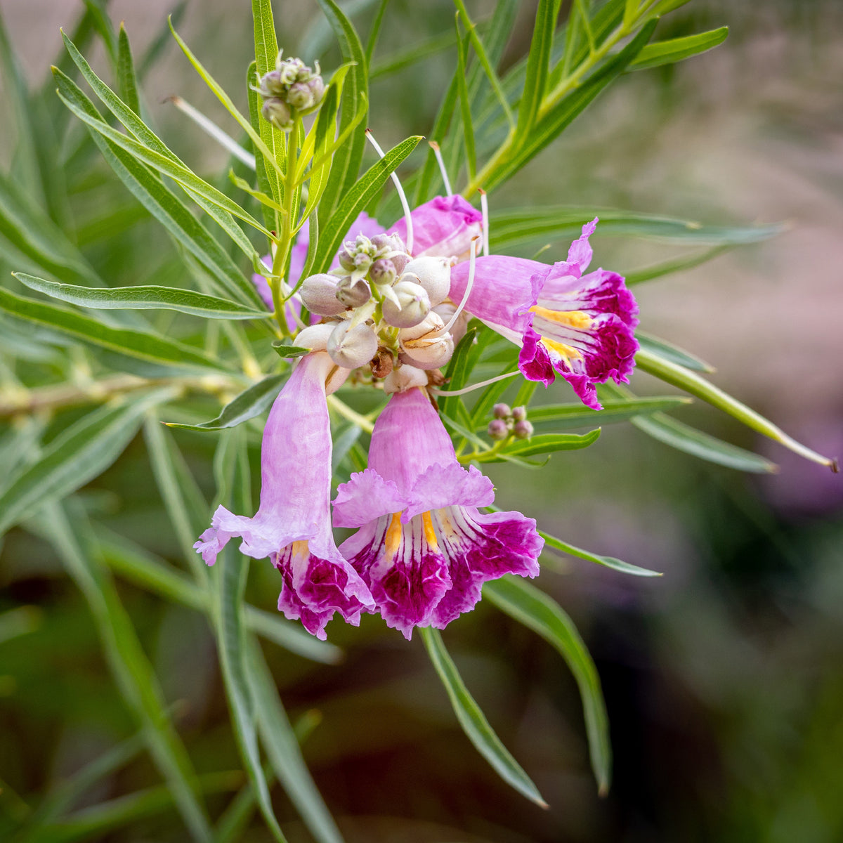 Woestijnwilg - Bakker