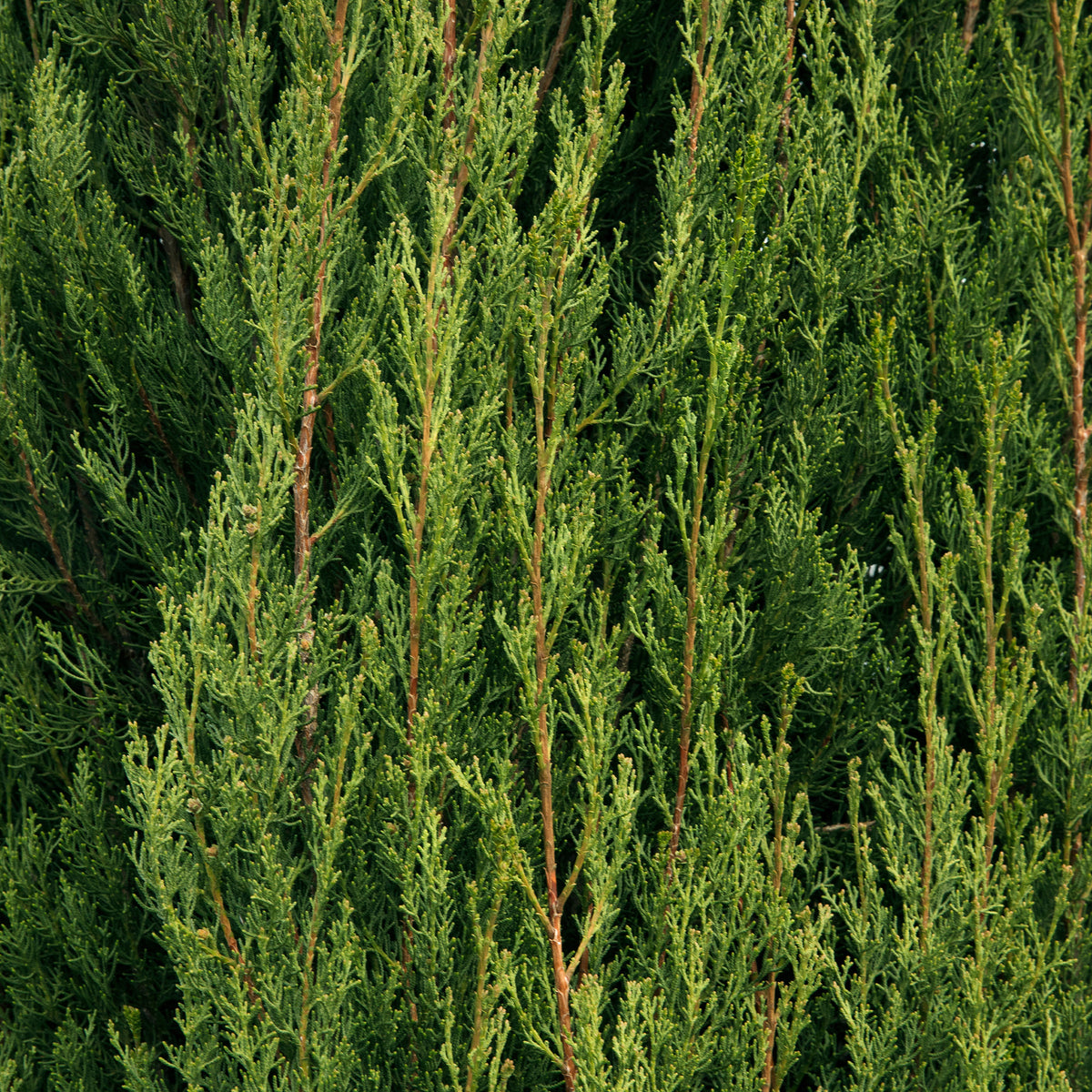 Coniferen - Italiaanse cipres Stricta - Cupressus sempervirens Stricta