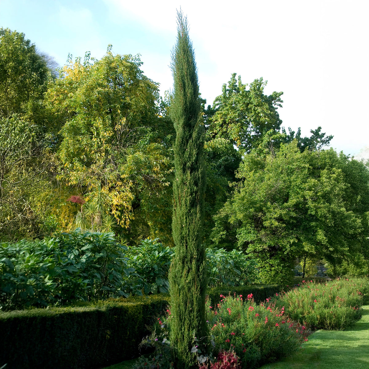 Cupressus sempervirens Stricta - Italiaanse cipres Stricta - Coniferen