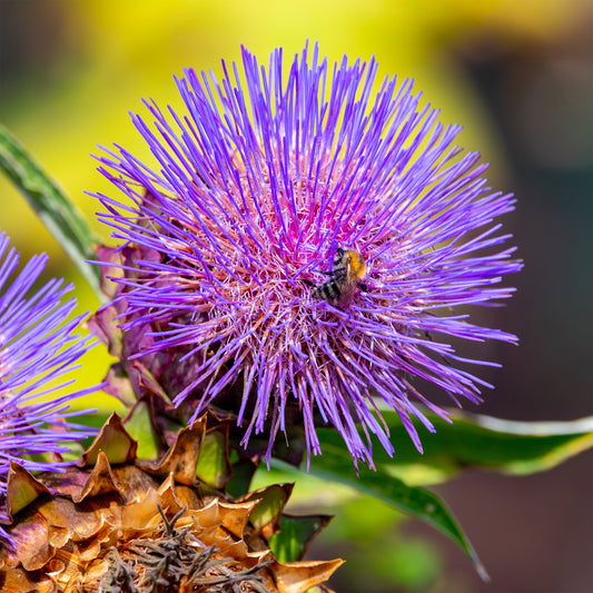 Artisjok Cardy - Bakker