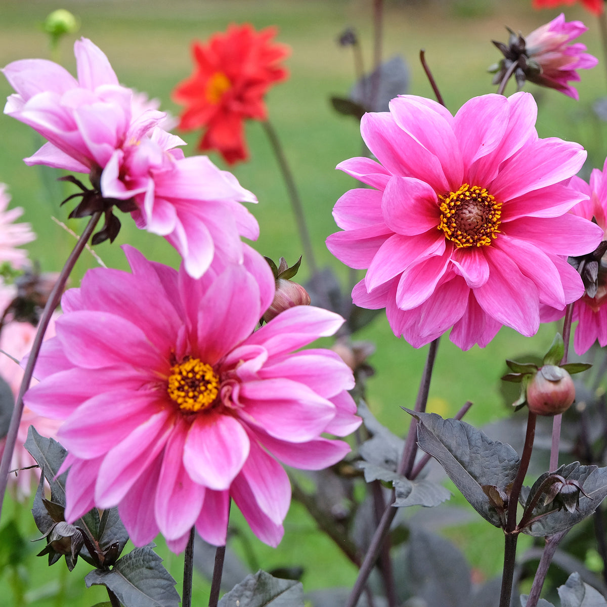 Decoratieve dahlia Fascination