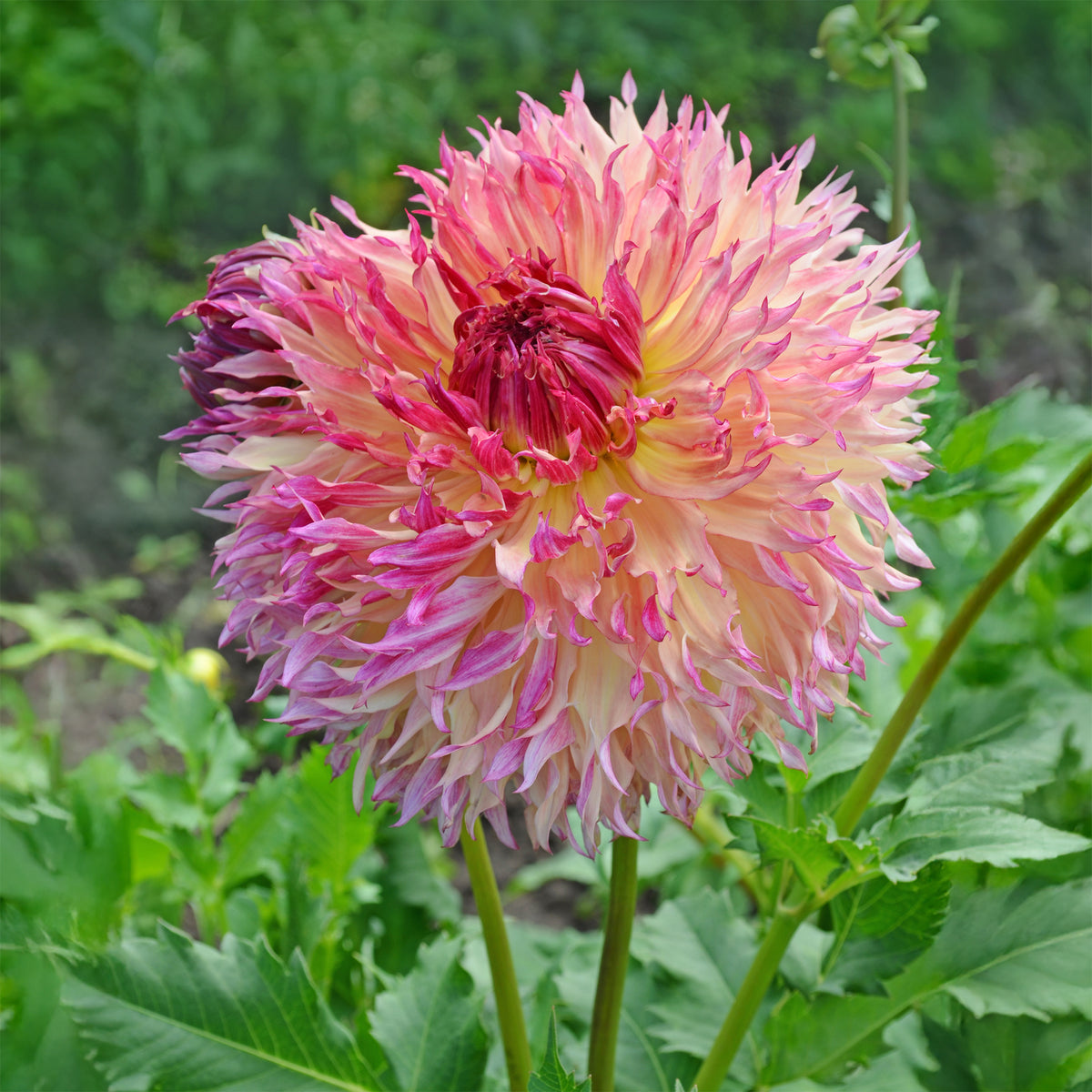 Dahlia fubuki Myrtle's Folly - Dahlia Fubuki Myrtles Folly - Dahlia