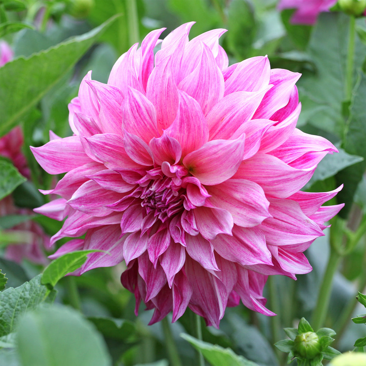 Reuzendahlia Café au Lait Rose - Dahlia Café au Lait Rose - Bakker