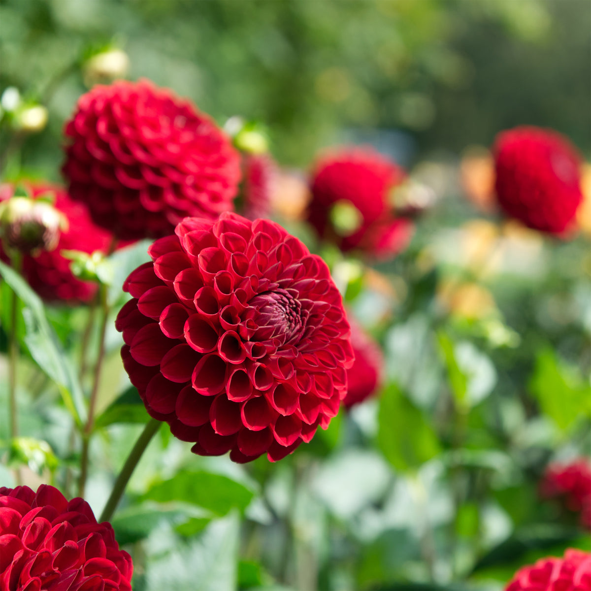 Dahlia Cornel - Dahlia Cornel - Dahlia