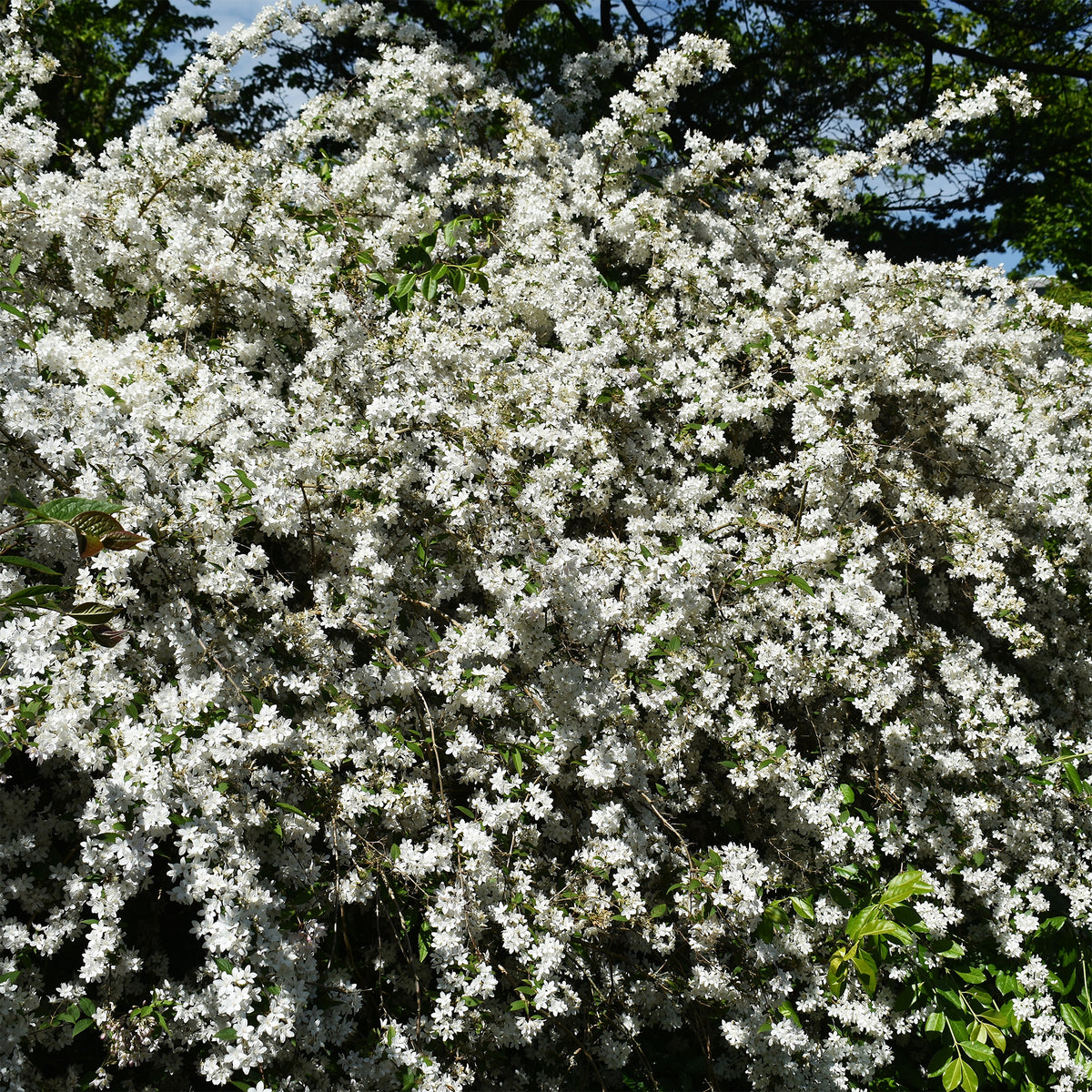 Deutzia - Bruidsbloem - Dwergdeutzia Nikko - Deutzia gracilis Nikko
