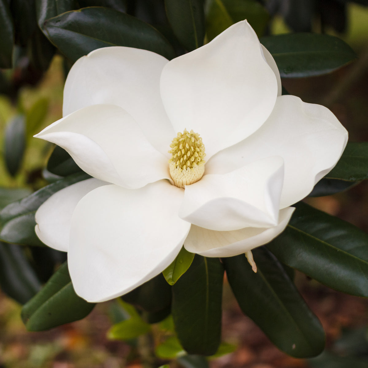Magnolia grandiflora Alta - Magnolia grandiflora Alta - Magnolia