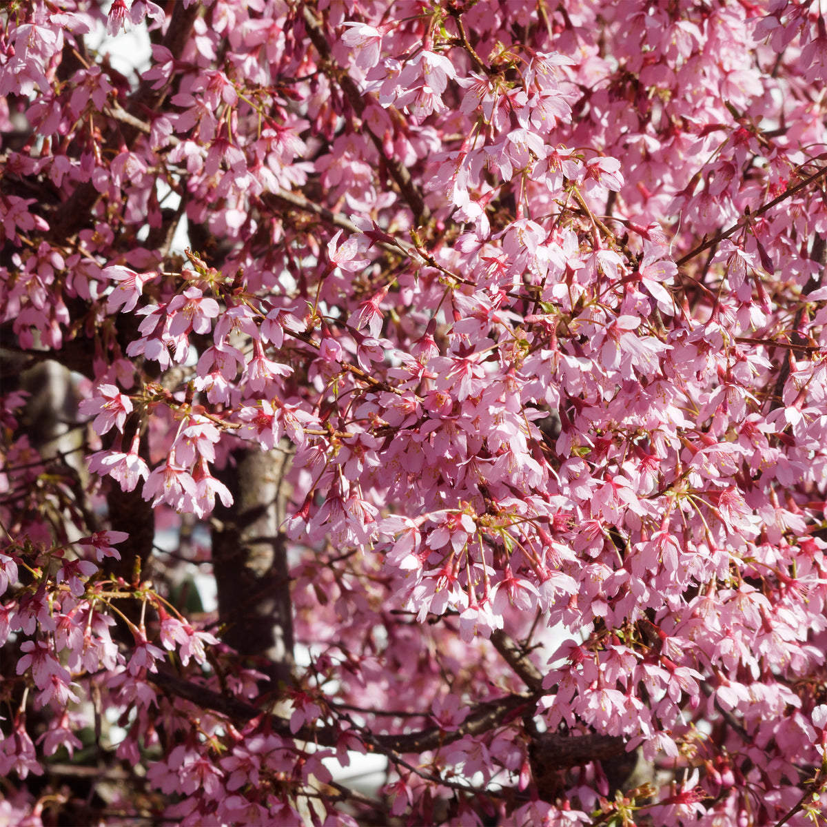 Prunus incisa Paean - Dwerg Japanse sierkers Paean - Japanse kersenbloesem - Prunus