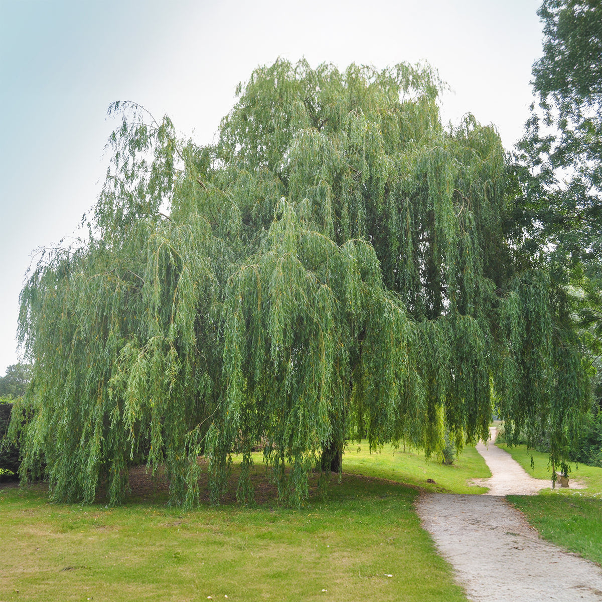 Treurwilg - Salix babylonica - Bakker