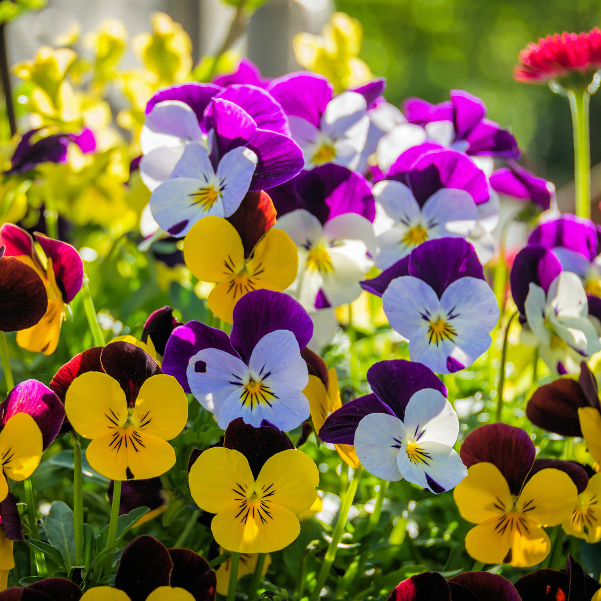 Gehoornde viooltje - Viola cornuta - Bakker