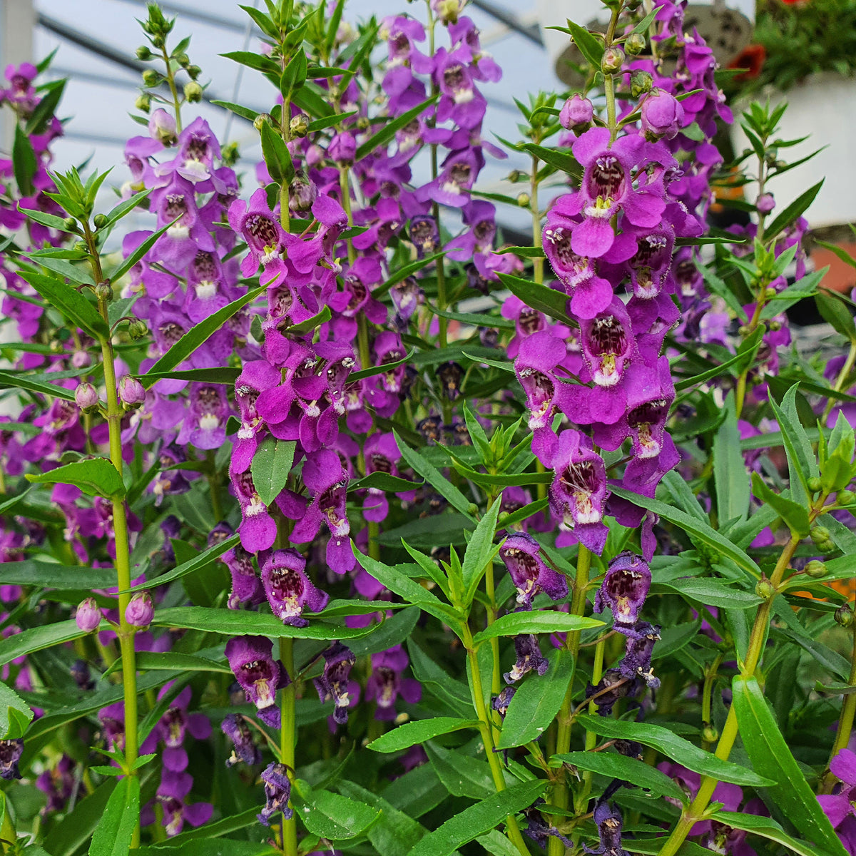 Angelonia - Bakker