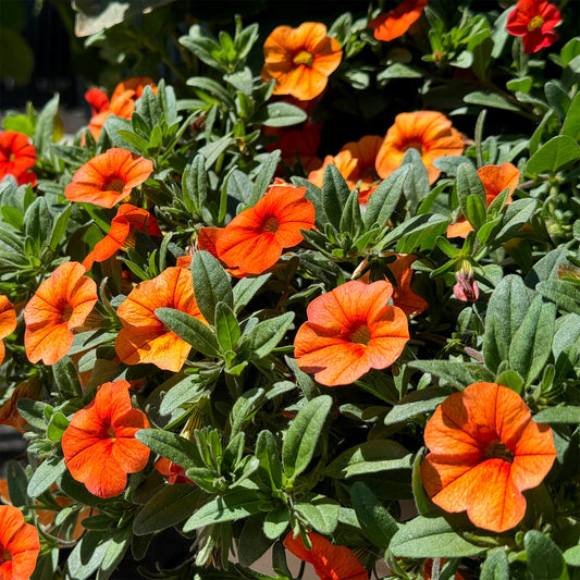 Oranje mini-petunia (x3) - Bakker