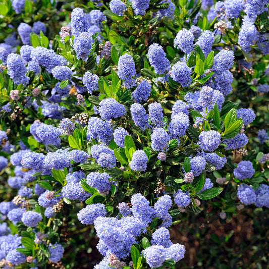 Ceanothus Skylark / Amerikaanse sering - Bakker