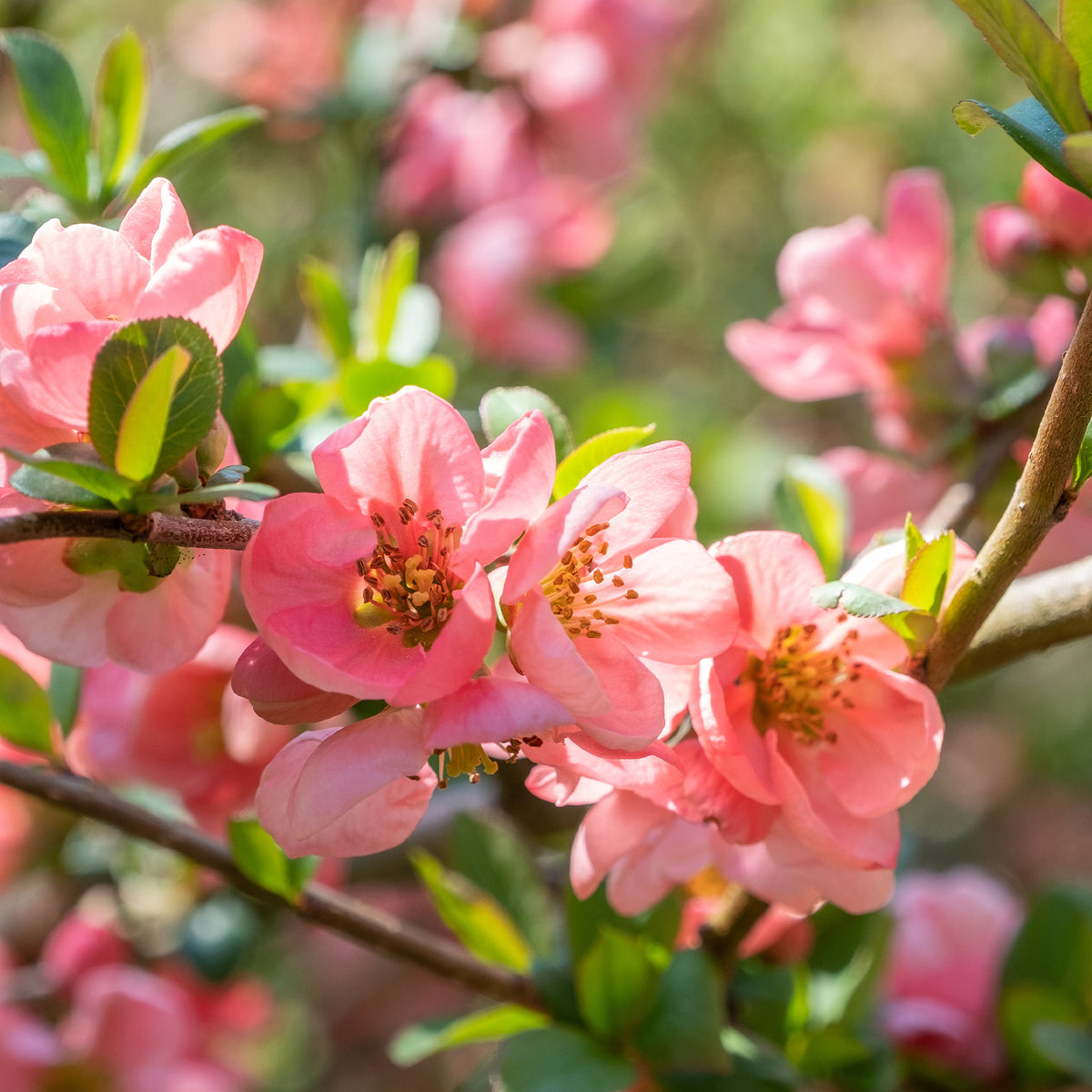 Japanse kweepeer Pink Lady - Bakker