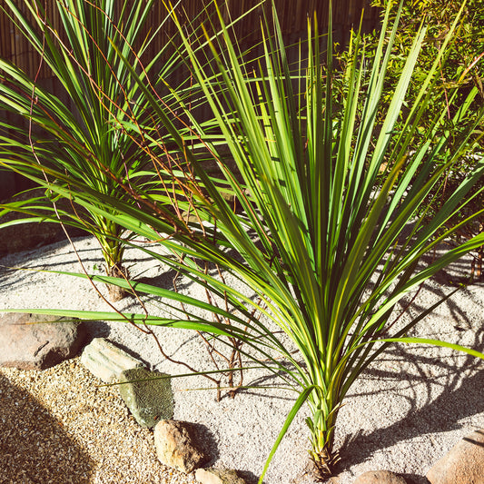 Cordyline australis / Koolpalm - Bakker