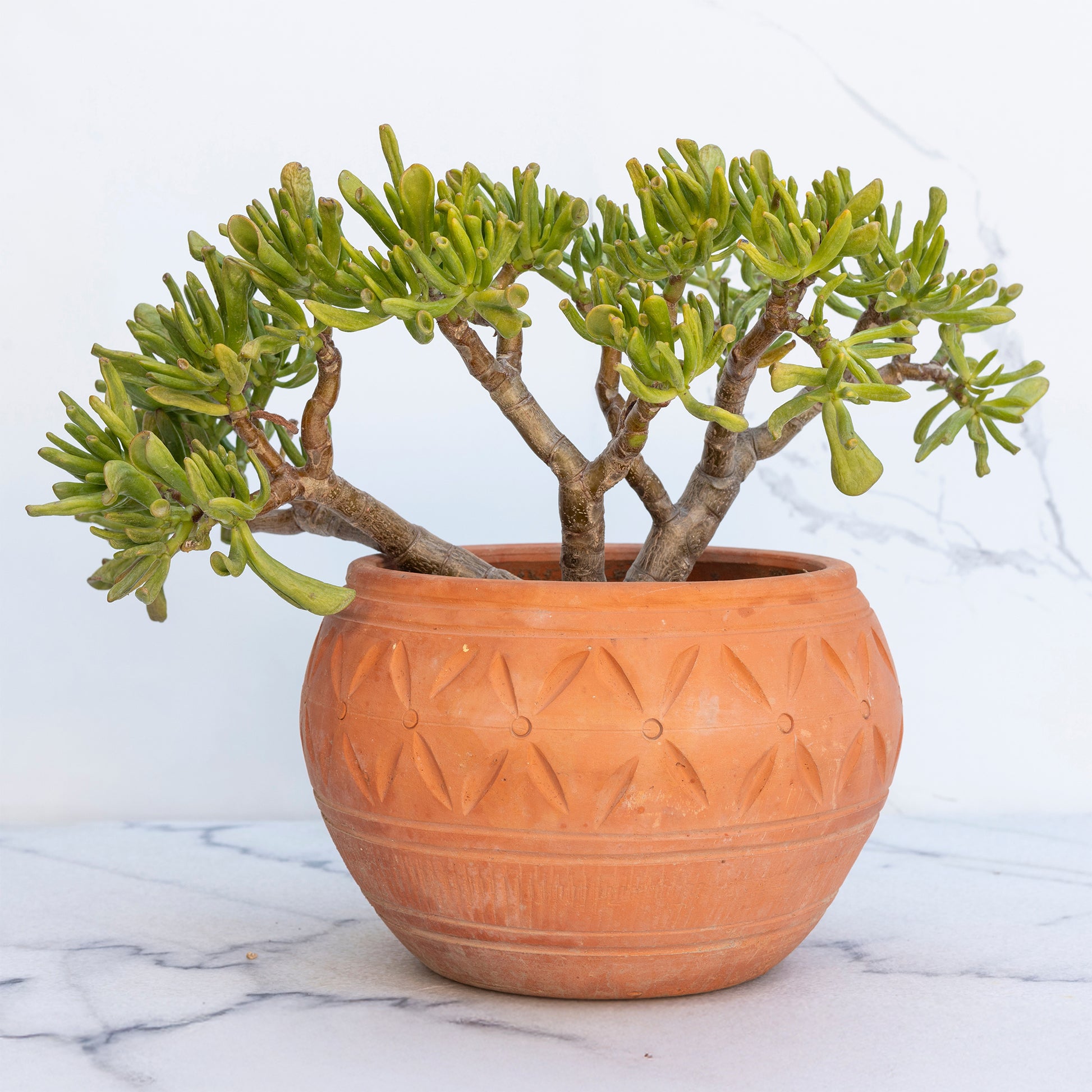Crassula Gollem / Geldboom - Crassula ovata Gollum - Bakker
