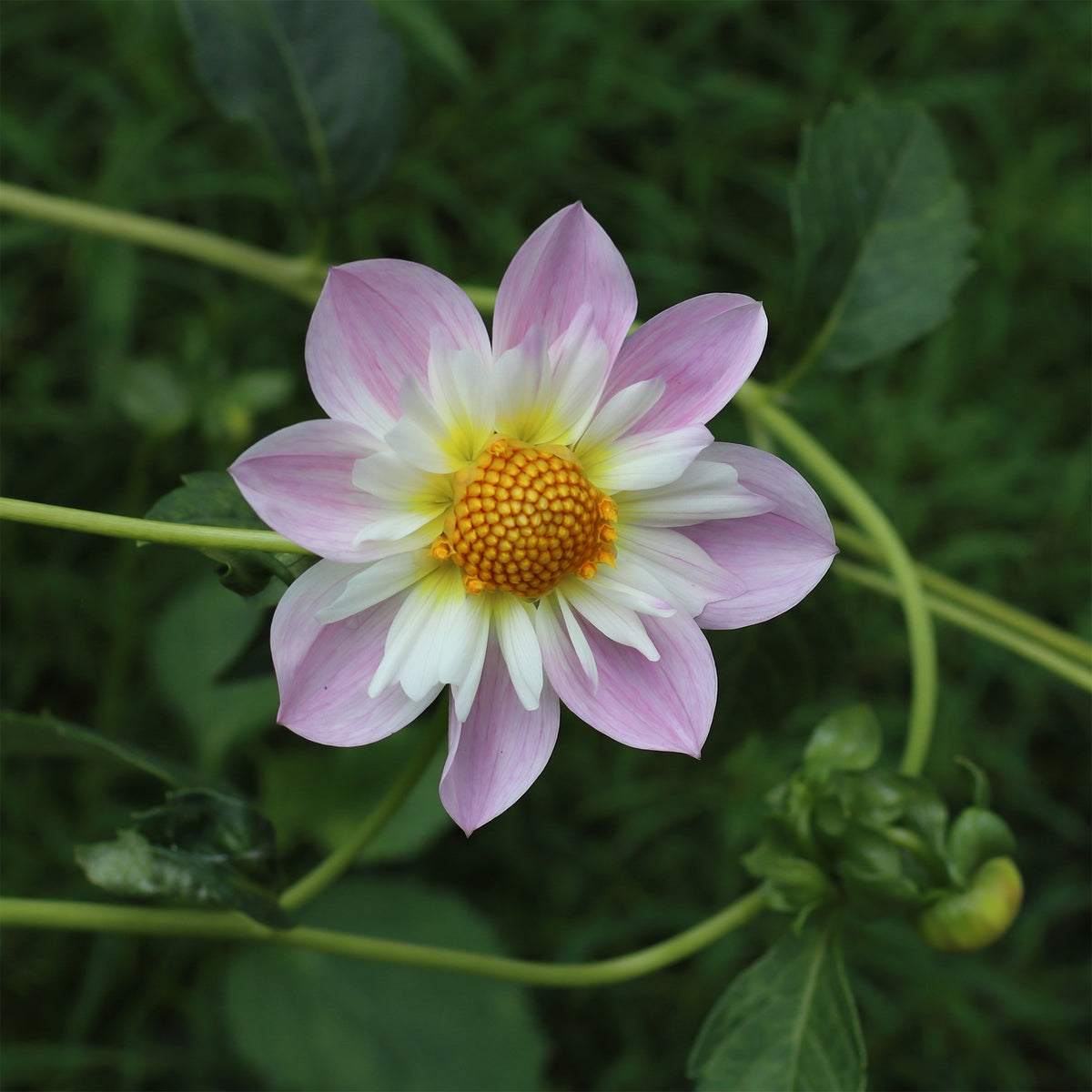 Dahlia Teesbrooke Audrey - Dahliakraag Teesbrooke Audrey - Dahlia