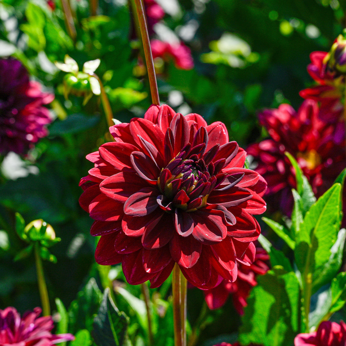 Dahlia Arabian Night - Decoratieve dahlia Arabische nacht - Dahlia