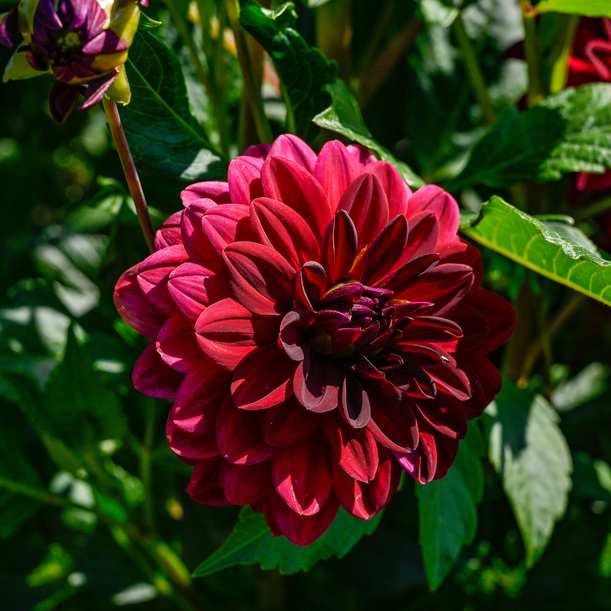 Decoratieve dahlia Arabische nacht - Bakker