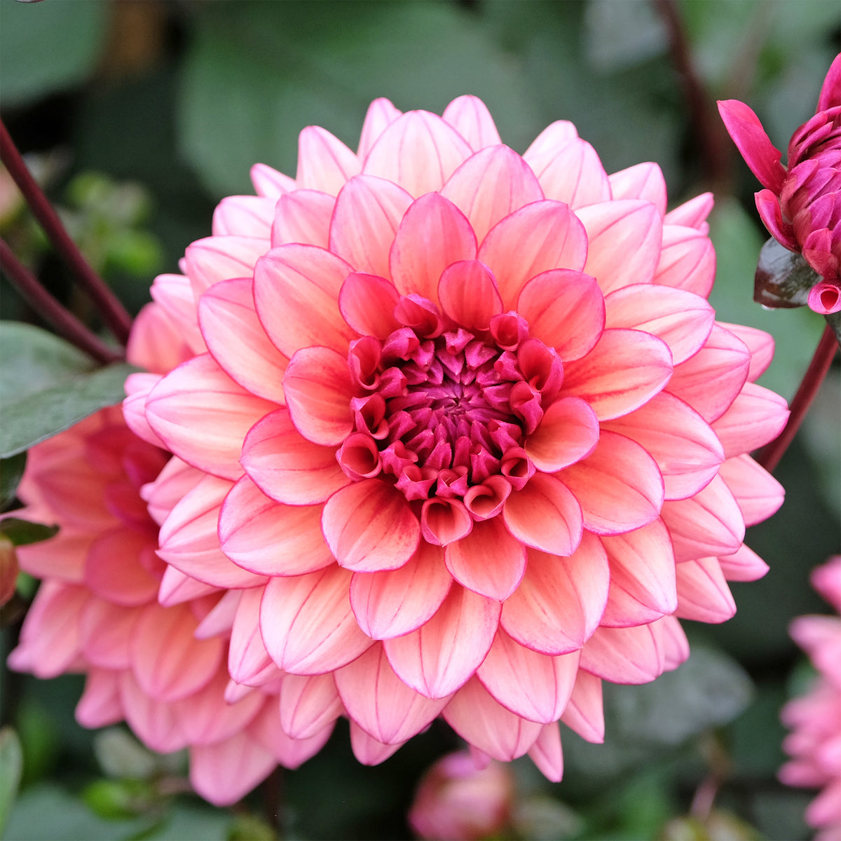 Dahlia - Kleinbloemige dahlia 'Molly Raven' - Dahlia Molly Raven