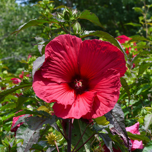 Hibiscus 'Carousel Geant Red'® / Altheastruik - Bakker