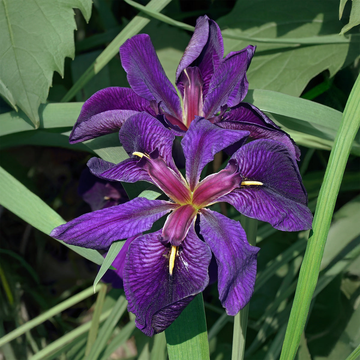 Iris Louisiana 'Black Gamecock / Paarse wateriris - Bakker