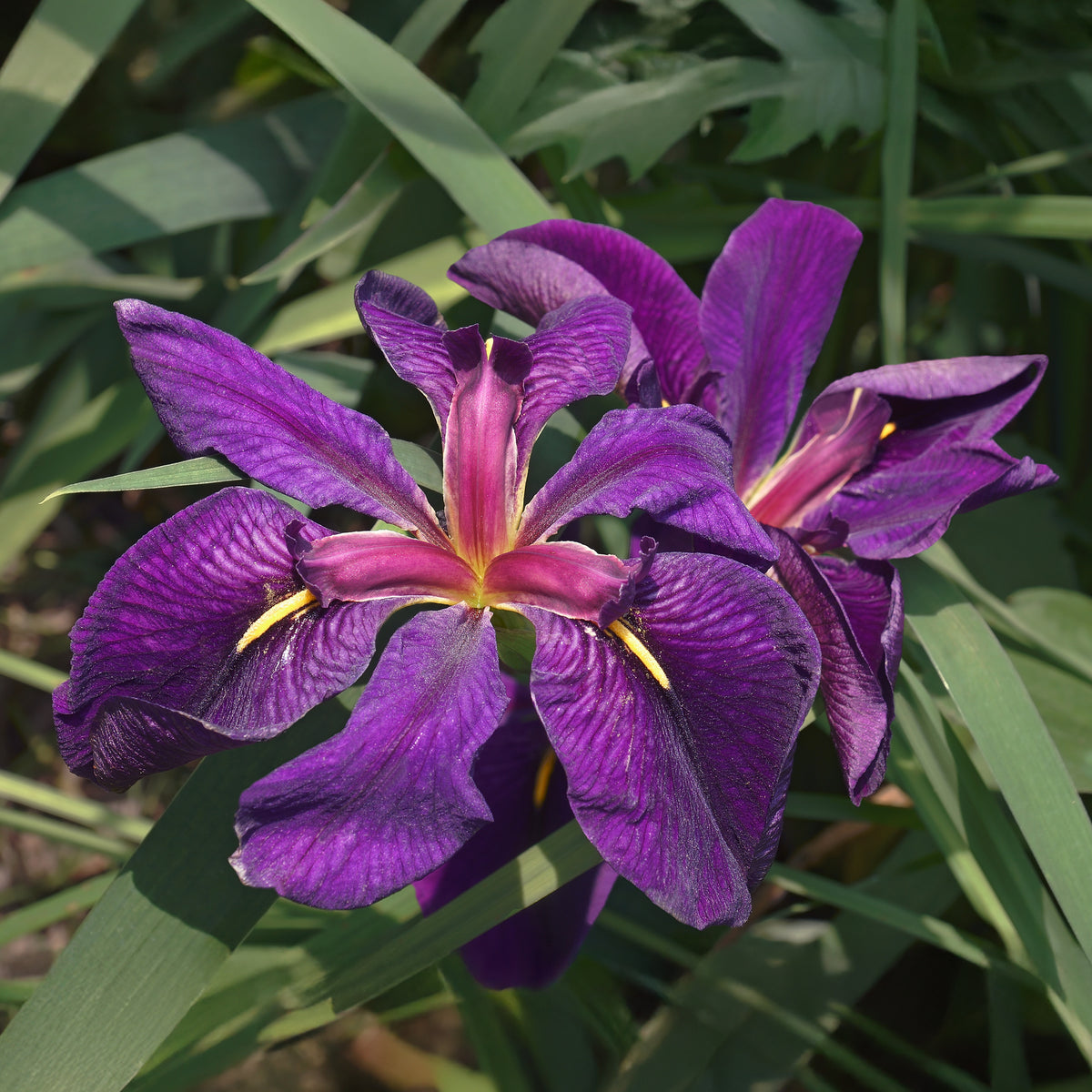 Iris Louisiana 'Black Gamecock / Paarse wateriris - Iris louisiana Black Gamecock - Bakker