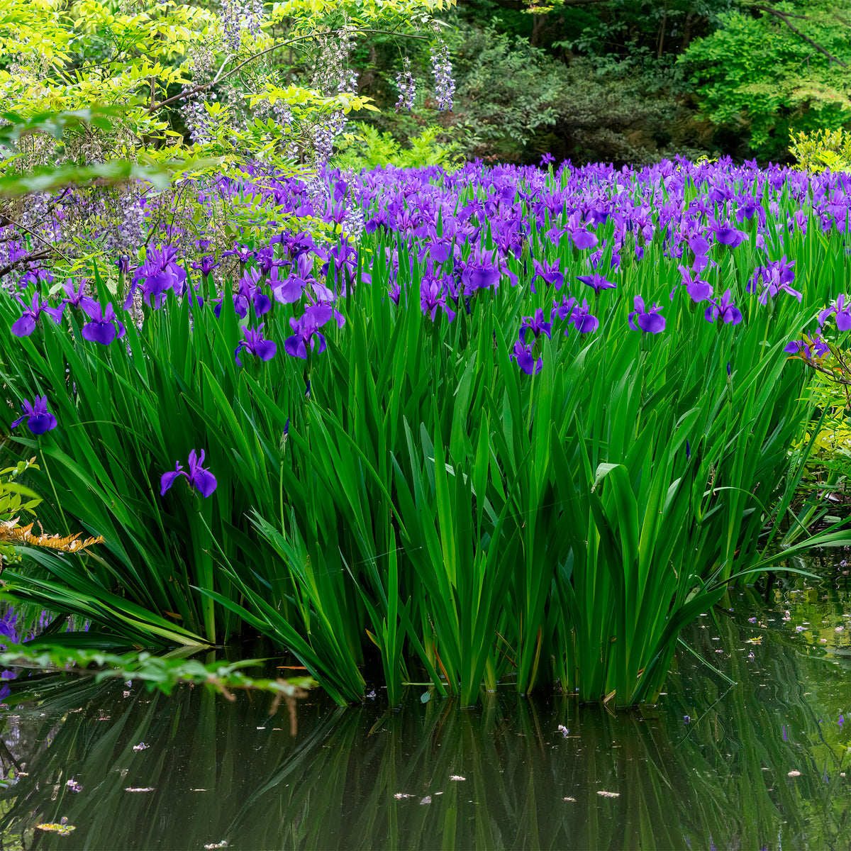 Iris pseudacorus 'Blue' / Moerasiris - Iris pseudacorus Blue - Bakker