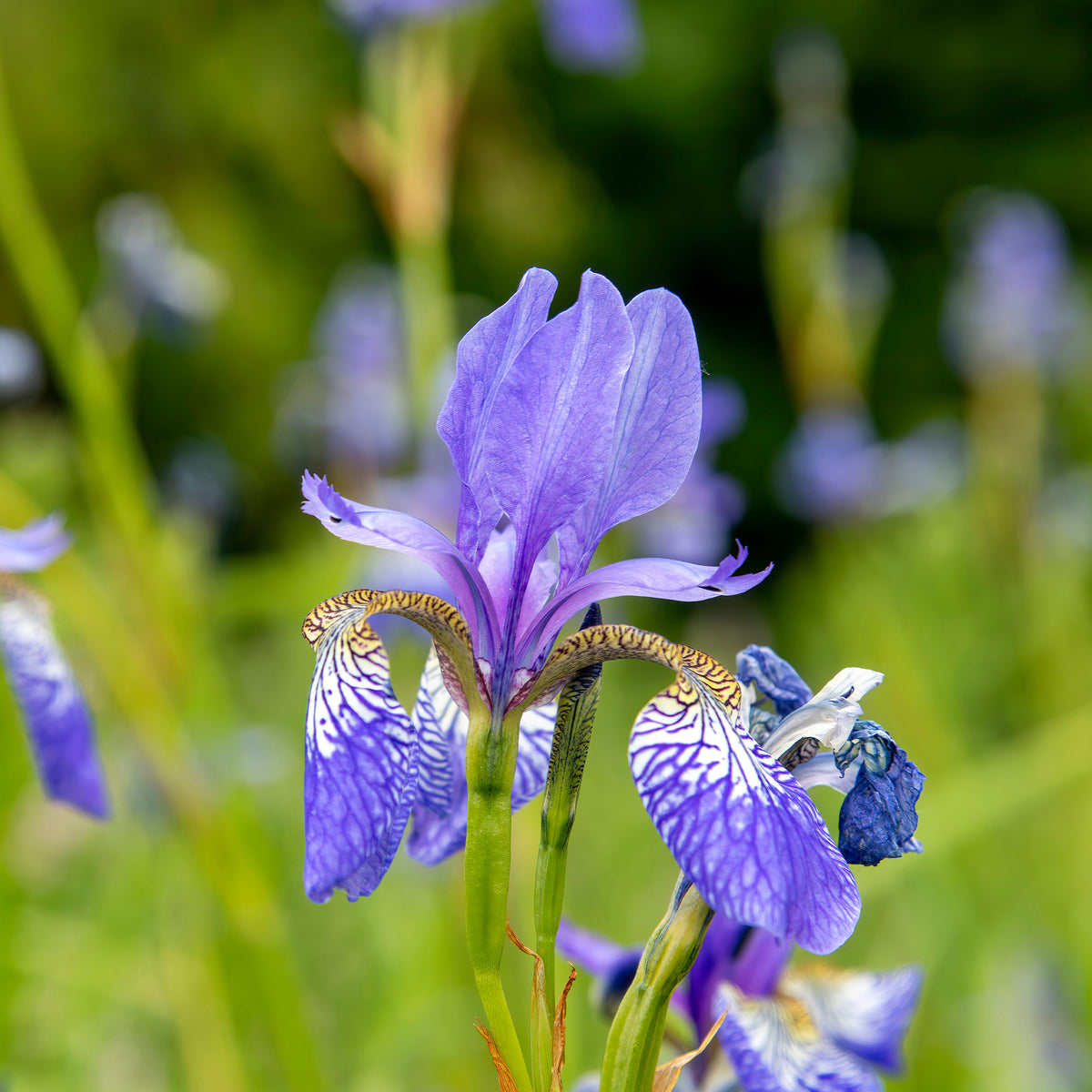 Iris siberica 'Fran's Gold' / Siberische lis - Iris siberica Fran's Gold ® - Bakker