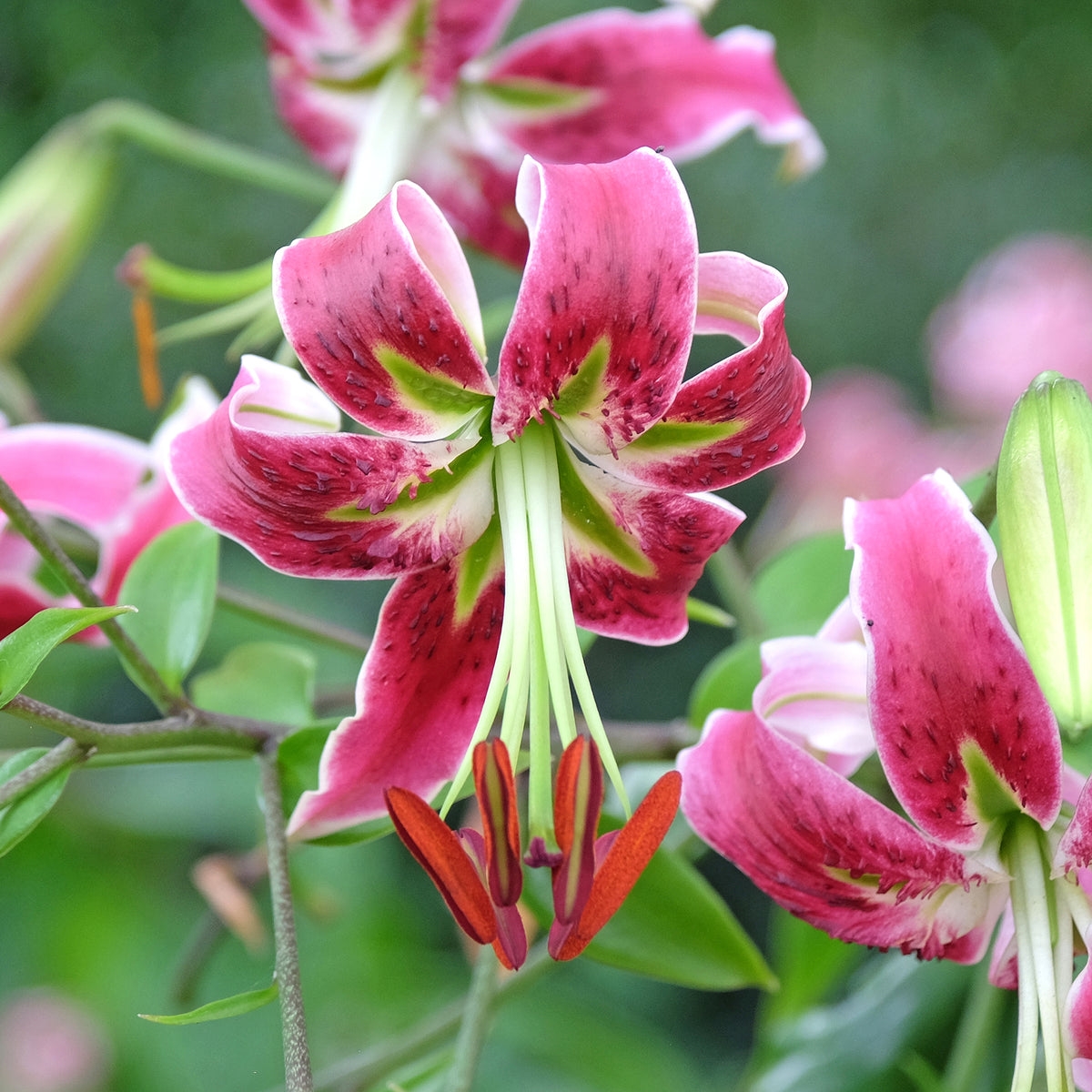Black Beauty lelie / Lilium “black beauty