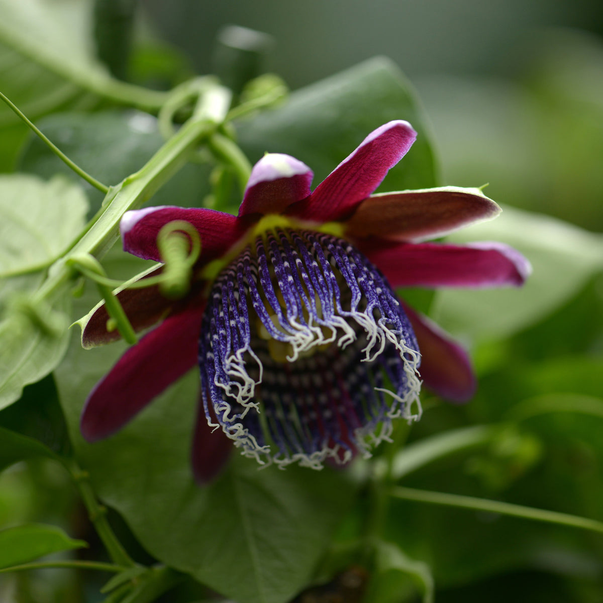 Wilde grenadille/gevleugelde passiebloem - Passiebloem - Bakker