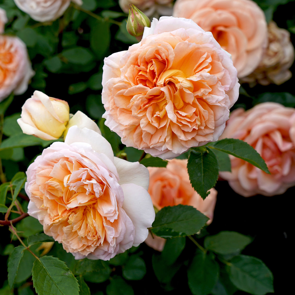 Rosa Bathsheba® Auschimbley - Klimroos Bathsheba® - Klimrozen
