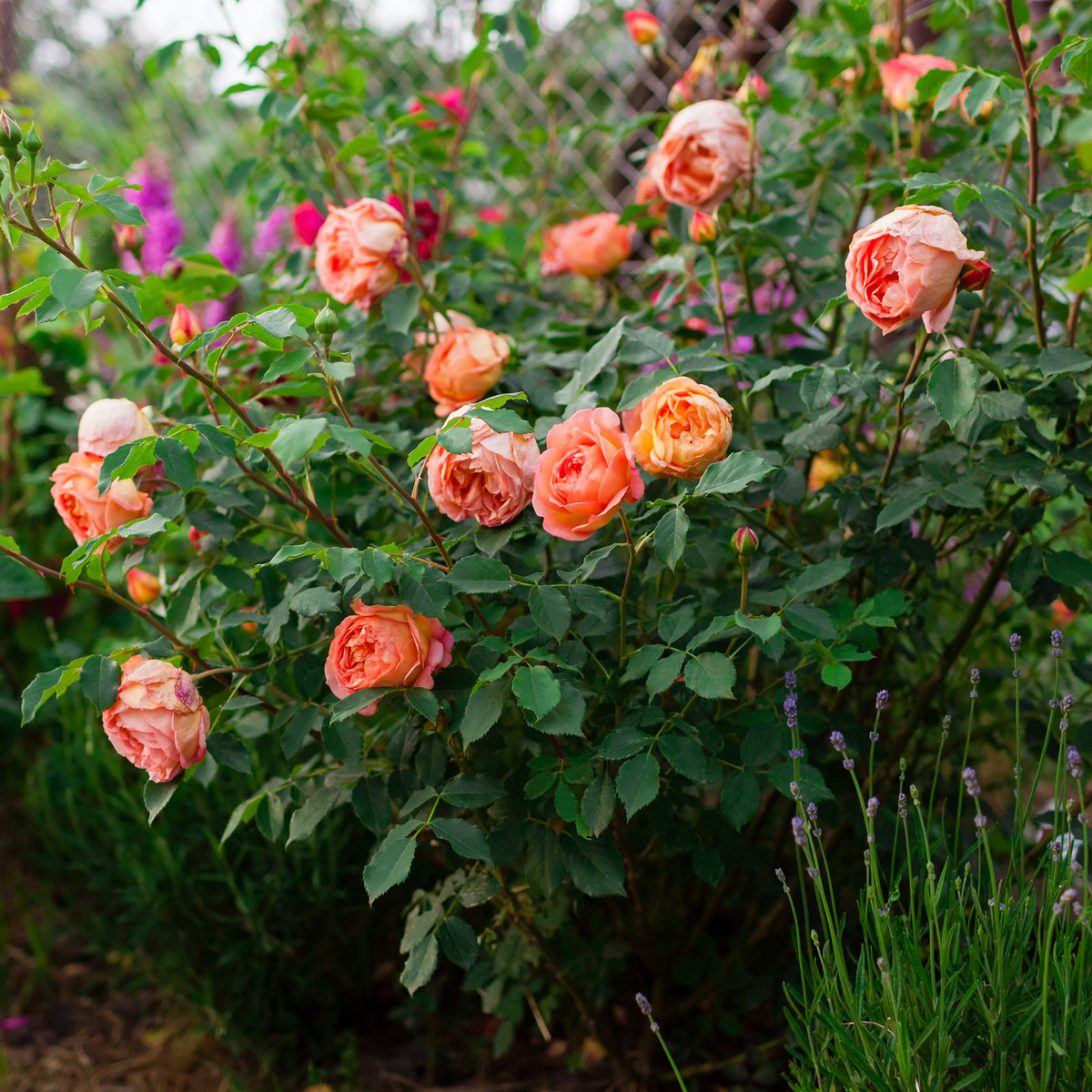 Verkoop Grootbloemige roos Lady van Shalott®