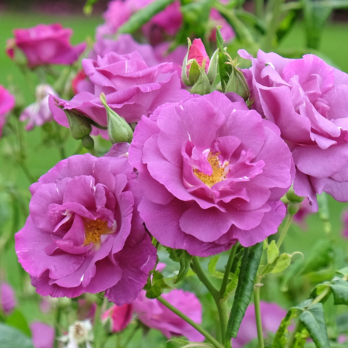 Roos 'Rhapsody in blue - Rosa Rhapsody in Blue® Frantasia - Bakker