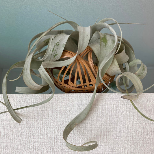 Tillandsia xerographica / Luchtplant - Bakker