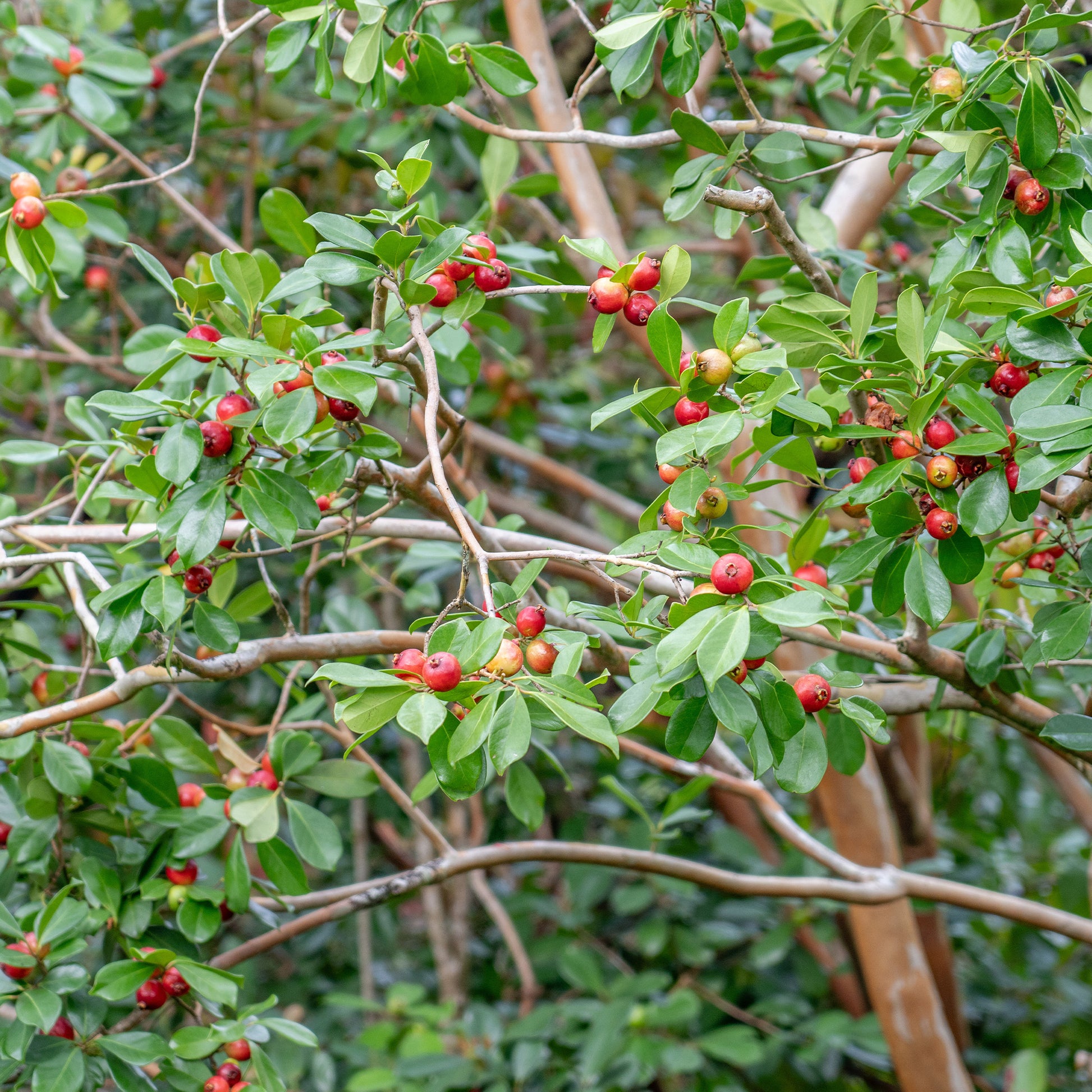 Psidium cattleianum - Chinese Guave - Exotische fruit