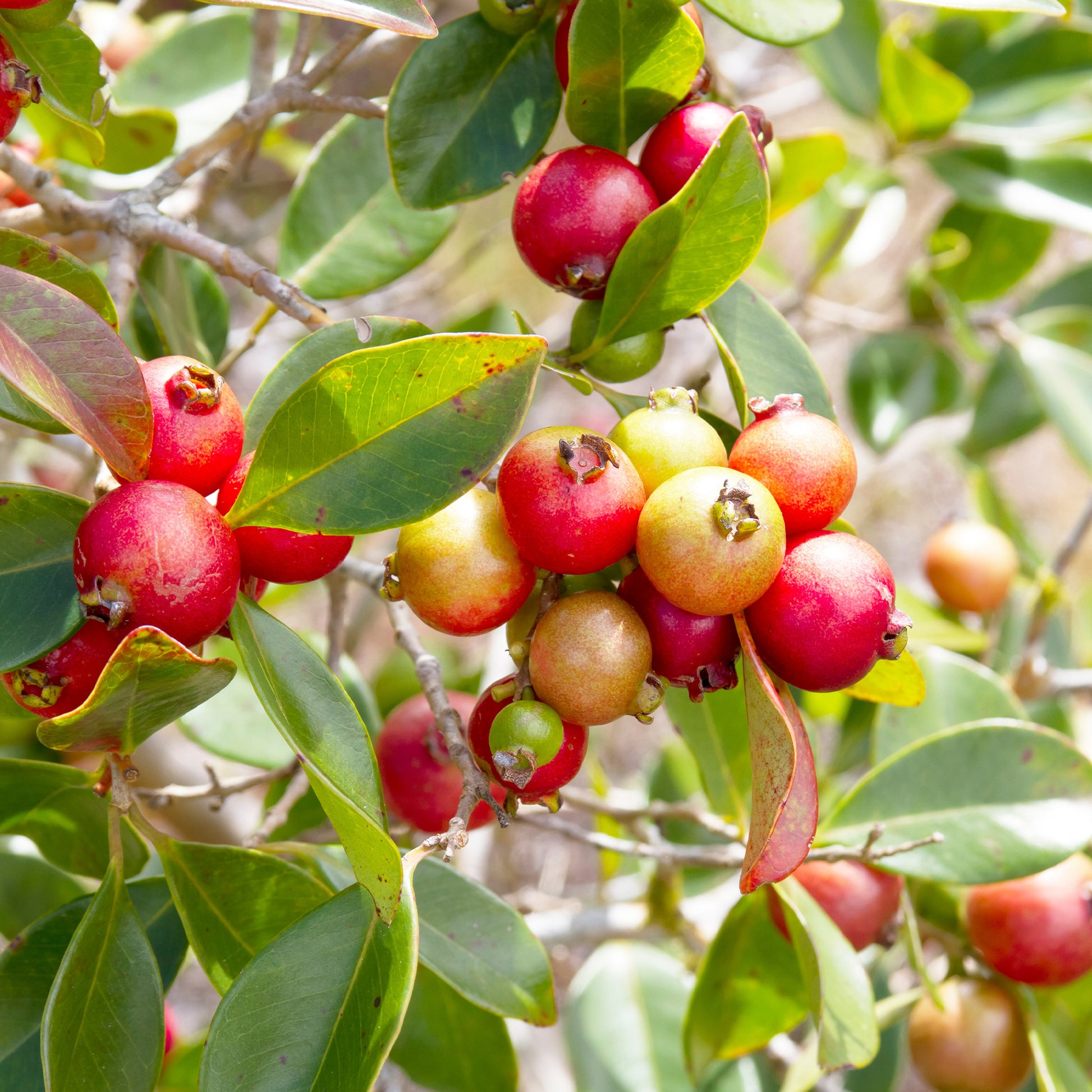 Chinese Guave - Psidium cattleianum - Bakker