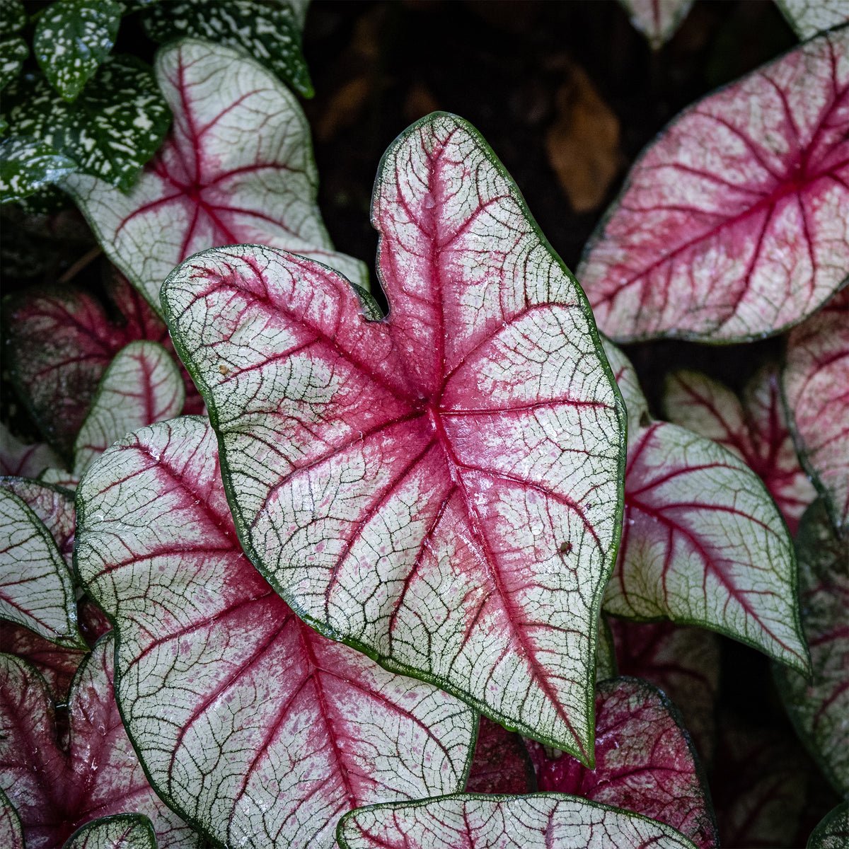Caladium White Queen - Bakker
