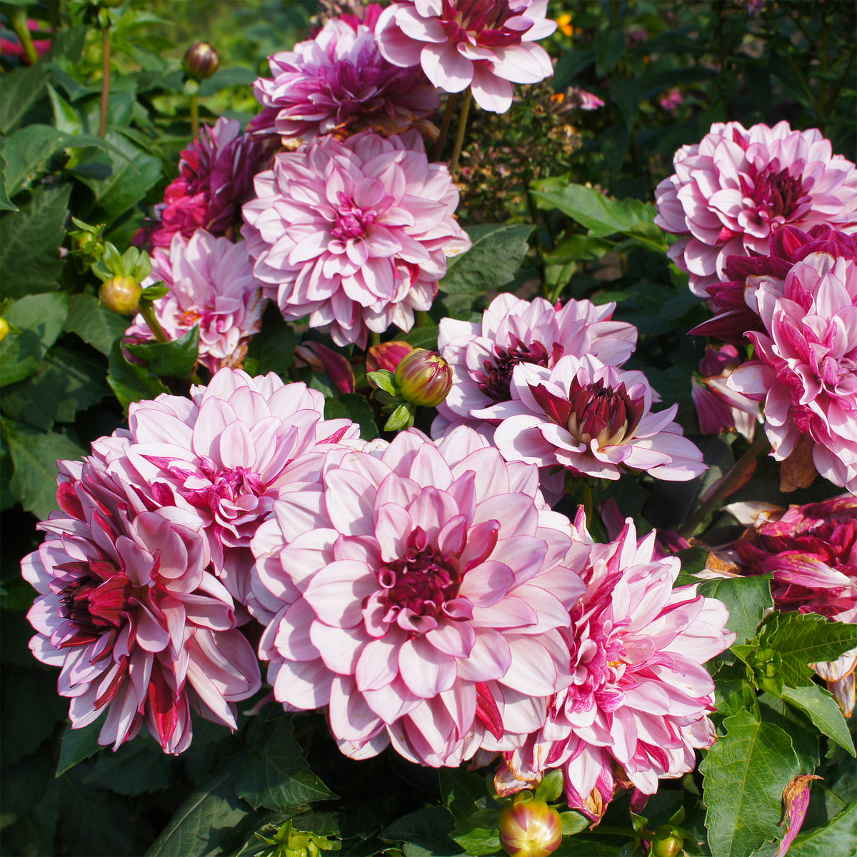 Dahlia Crème de Cassis - Dahlia Crème de Cassis - Bakker