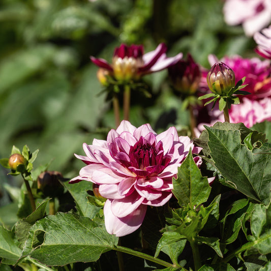 Dahlia Crème de Cassis - Bakker